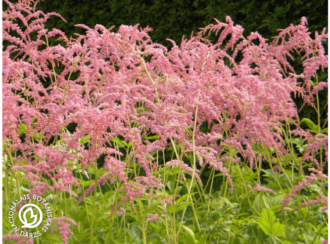 Astilbe thunbergii   'Staburadze'